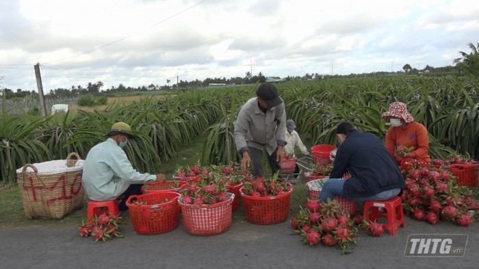 Thanh long