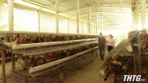 Tiền Giang ứng dụng khoa học công nghệ trong chăn nuôi gà đẻ