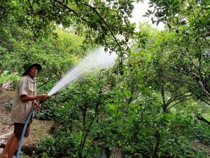 Hội Cựu chiến binh huyện Châu Thành nâng cao đời sống hội viên từ nguồn vốn Ngân hàng Chính sách