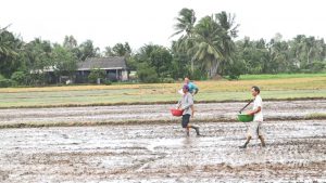 Nông dân huyện Gò Công Tây đang khẩn trương xuống giống lúa Thu đông 2024