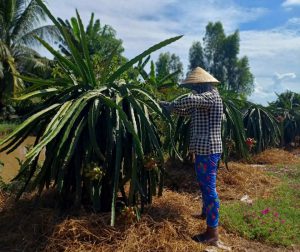 Phát huy hiệu quả từ nguồn Tín dụng chính sách tại xã Tân Điền, huyện Gò Công Đông