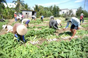 Rau màu rớt giá, nông dân Tiền Giang thất thu