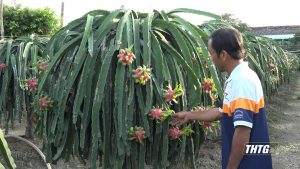 Nông dân Chợ Gạo thu hoạch trên 28.000 tấn thanh long